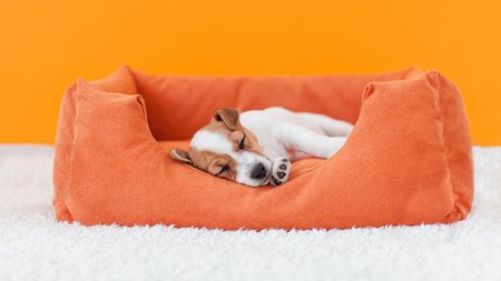 Dog sleeping in orange dog bed on white carpet