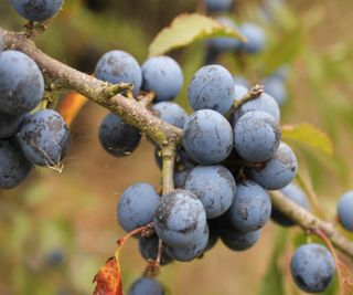 Sloes on Blackthorn