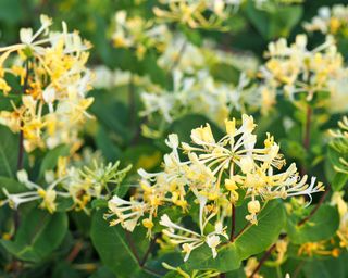Japanese honeysuckle flowers – Lonicera japonica