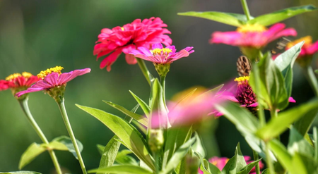 flowers