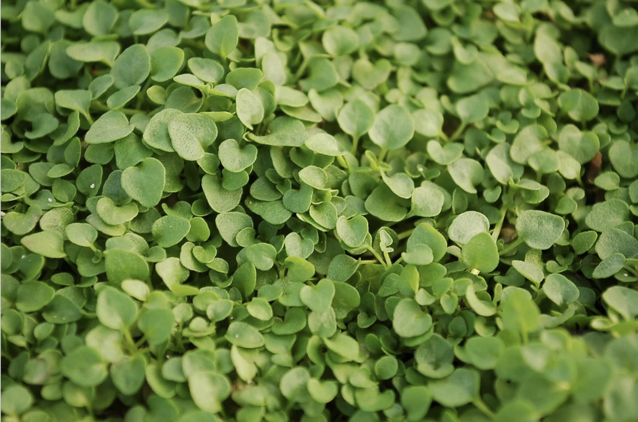 close up shot of Corsican mint plant with small green leaves