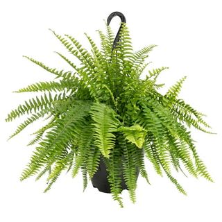 A bushy fern plant in a black pot with a hook