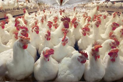 Is chlorine-washed chicken safe?