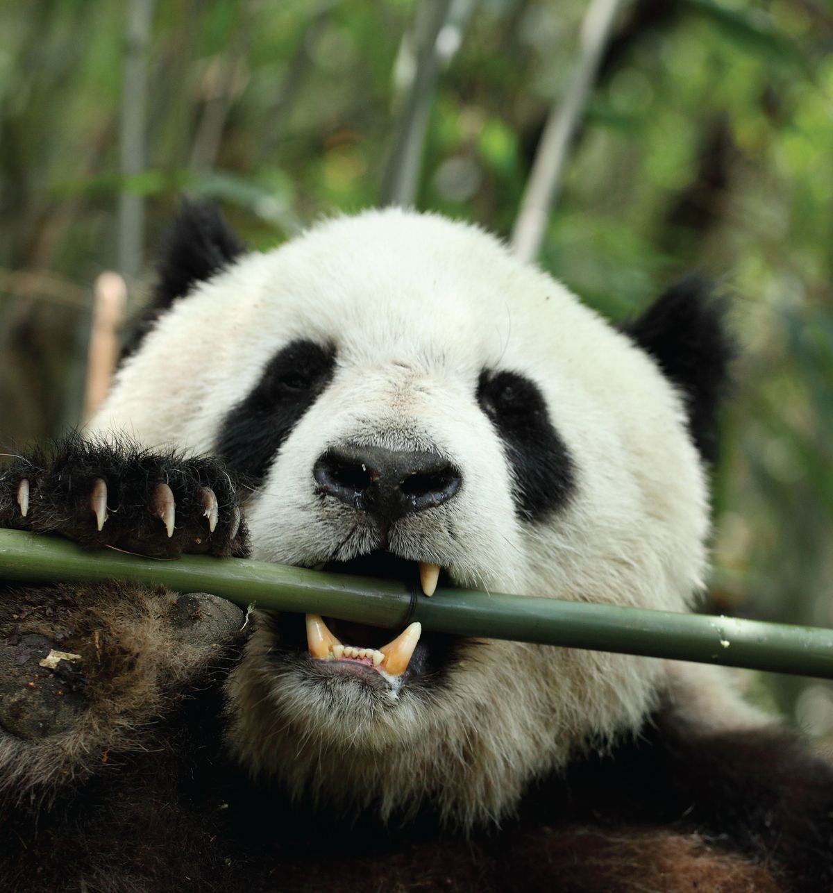 baby giant pandas eating bamboo