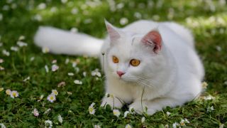 Turkish Angora