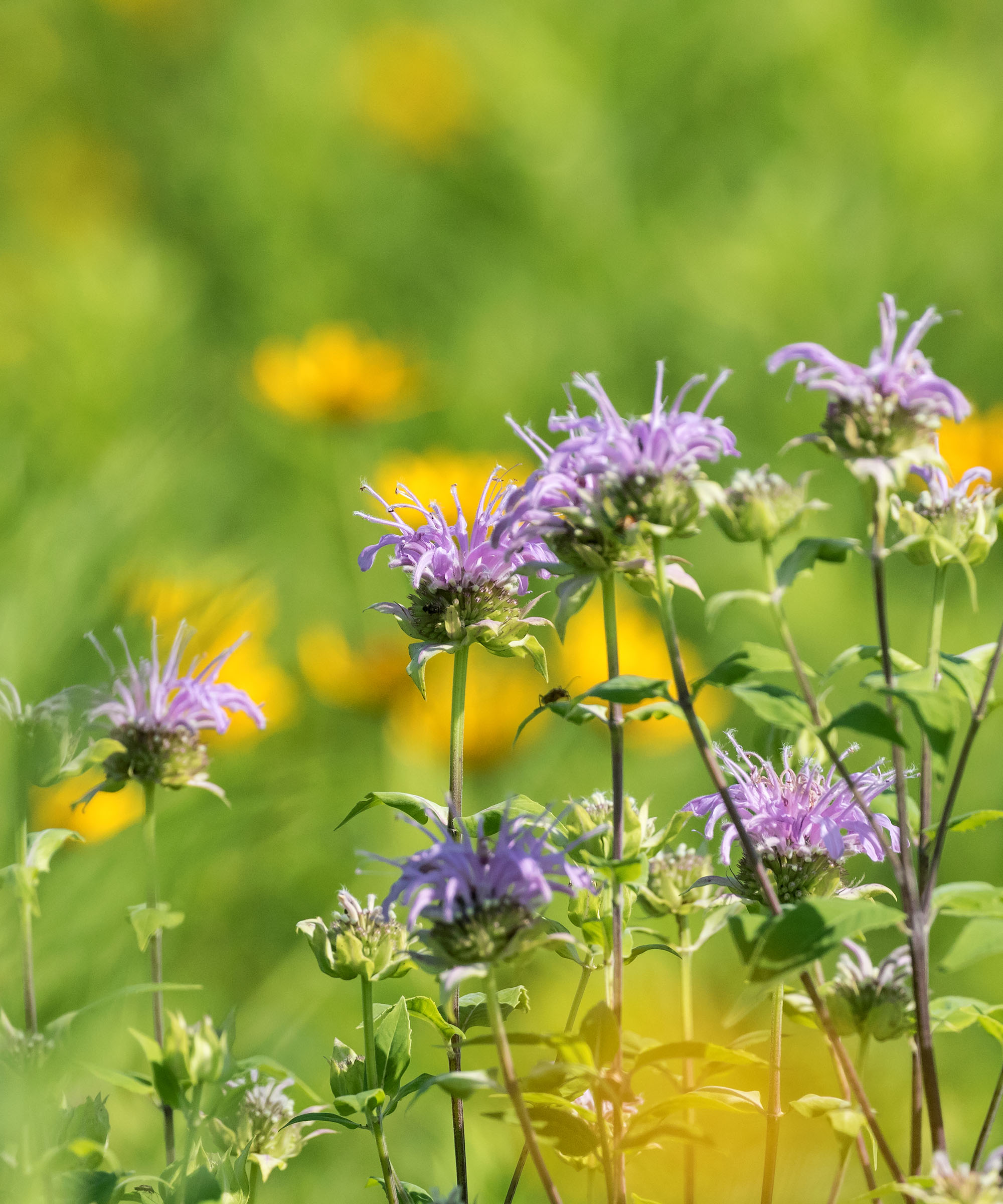 Wild bergamot/bee balm in bloom