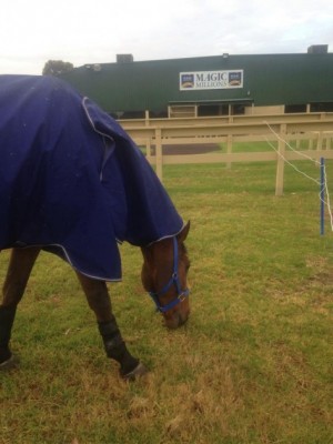 Hilly grazing at the Adelaide Horse Trials site