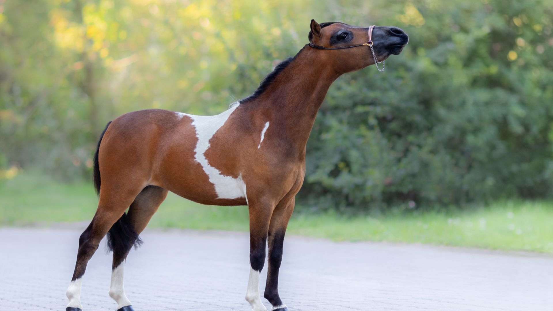 skewbald miniature horse