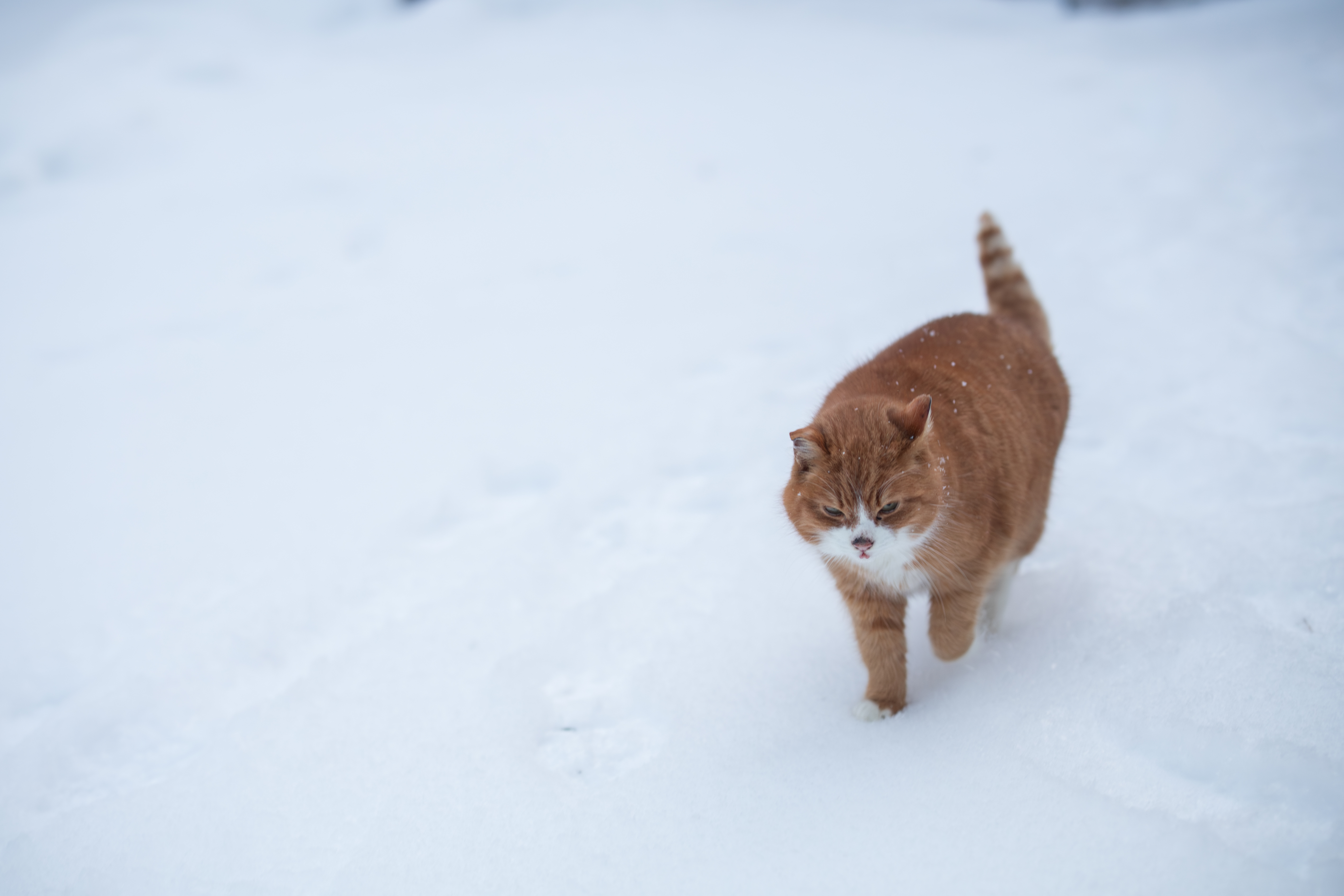 A cat on some snow. It is round and orange.
