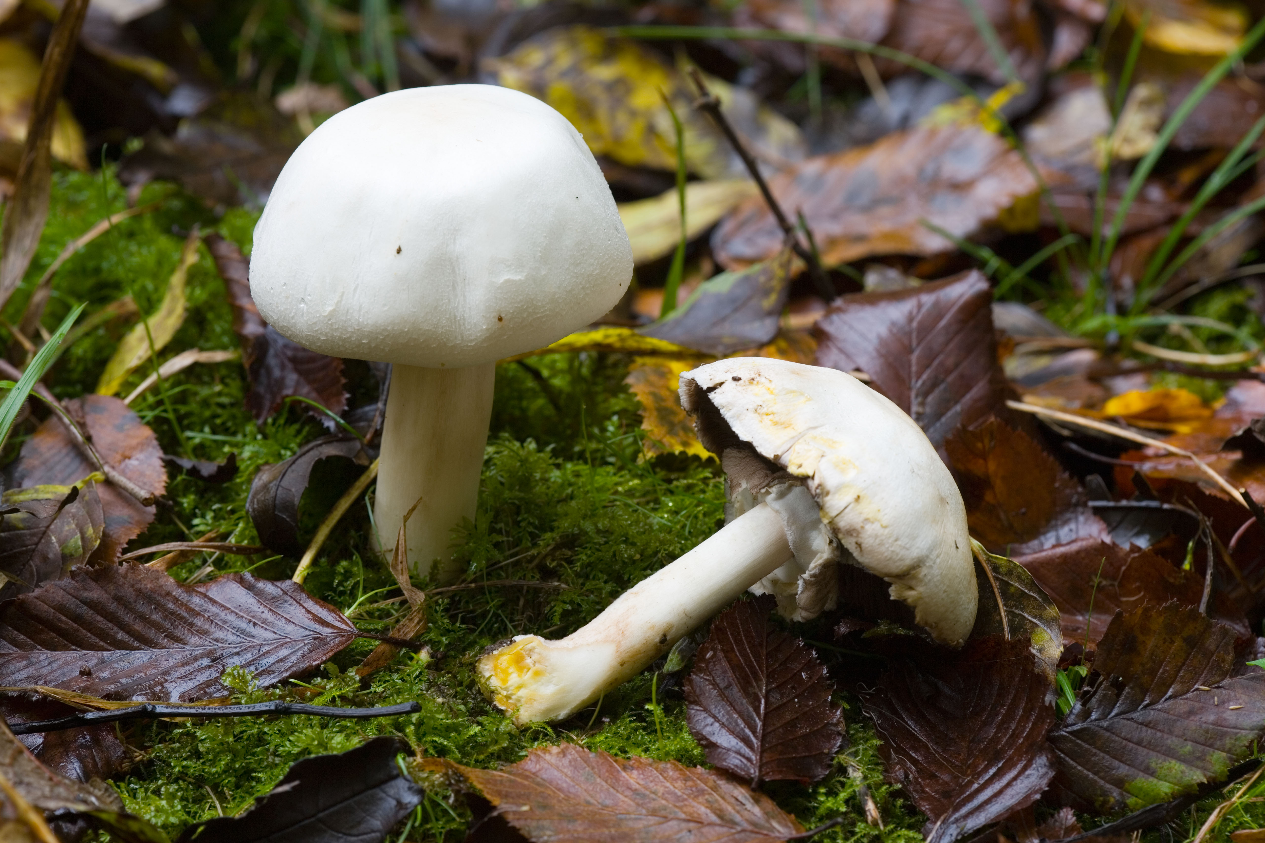 Small white mushrooms