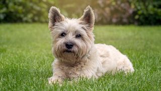 Cairn Terrier laid on grass