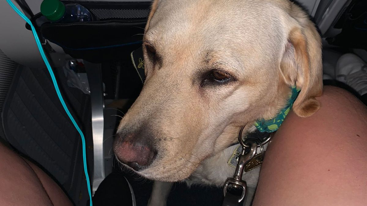 A labrador guide dog is squashed between her owner&#039;s legs in the footwell of an airplane seat