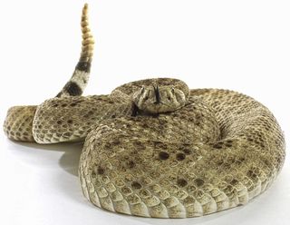 Rattlesnakes will sometimes, but not always, let you know before they strike.