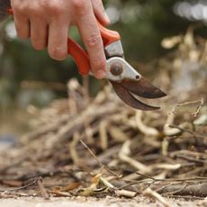 Hand holding hand pruners in a garden with dead plant stems in the background