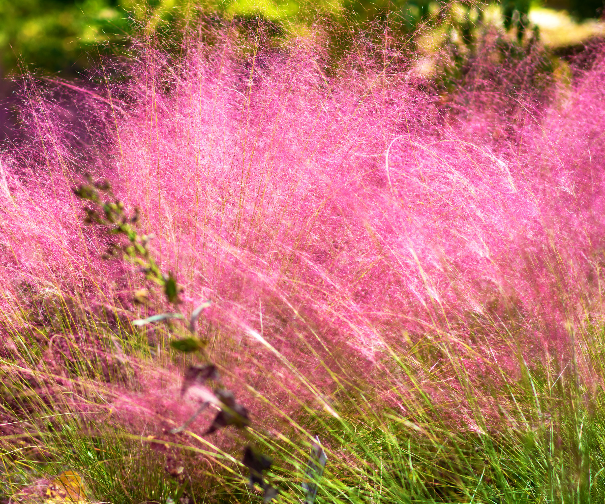pink muhly grass blowing in garden display