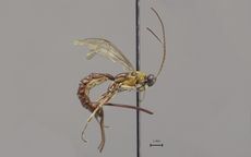 A newly discovered wasp from the Amazon. 