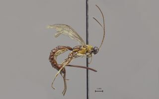 A newly discovered wasp from the Amazon. 