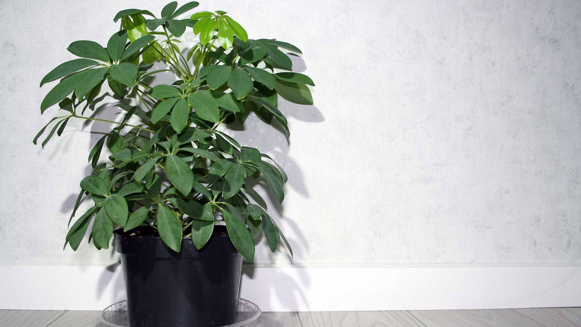 Dwarf umbrella tree Japanese houseplant