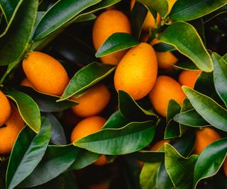 kumquat fruits on tree