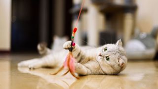 White cat playing with string and feather