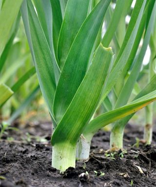 Leeks growing in a vegetable garden