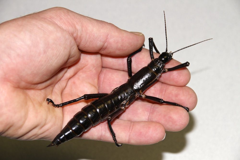 This &quot;tree lobster&quot; stick insect was officially declared extinct in 1960, but new research shows the creature is still alive.