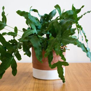 Blue Star fern plant in decorative pot against white background