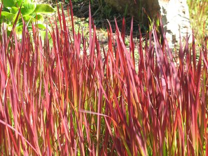 Pink Ornamental Grass