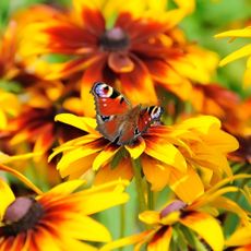 Butterfly resting on black-eyed Susan flower – rudbeckia