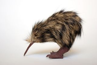 The flightless kiwi is a native to New Zealand.