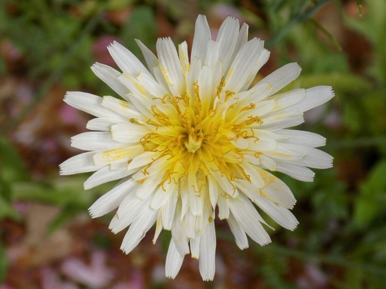 Yellow-White Dandelion Flower