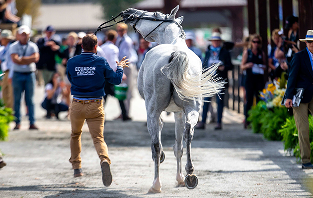WEG eventing trot-up fashion