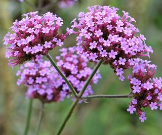 Fiori di verbena di colore viola-rosato, con alcune fioriture in primo piano nitide e lo sfondo sfocato.