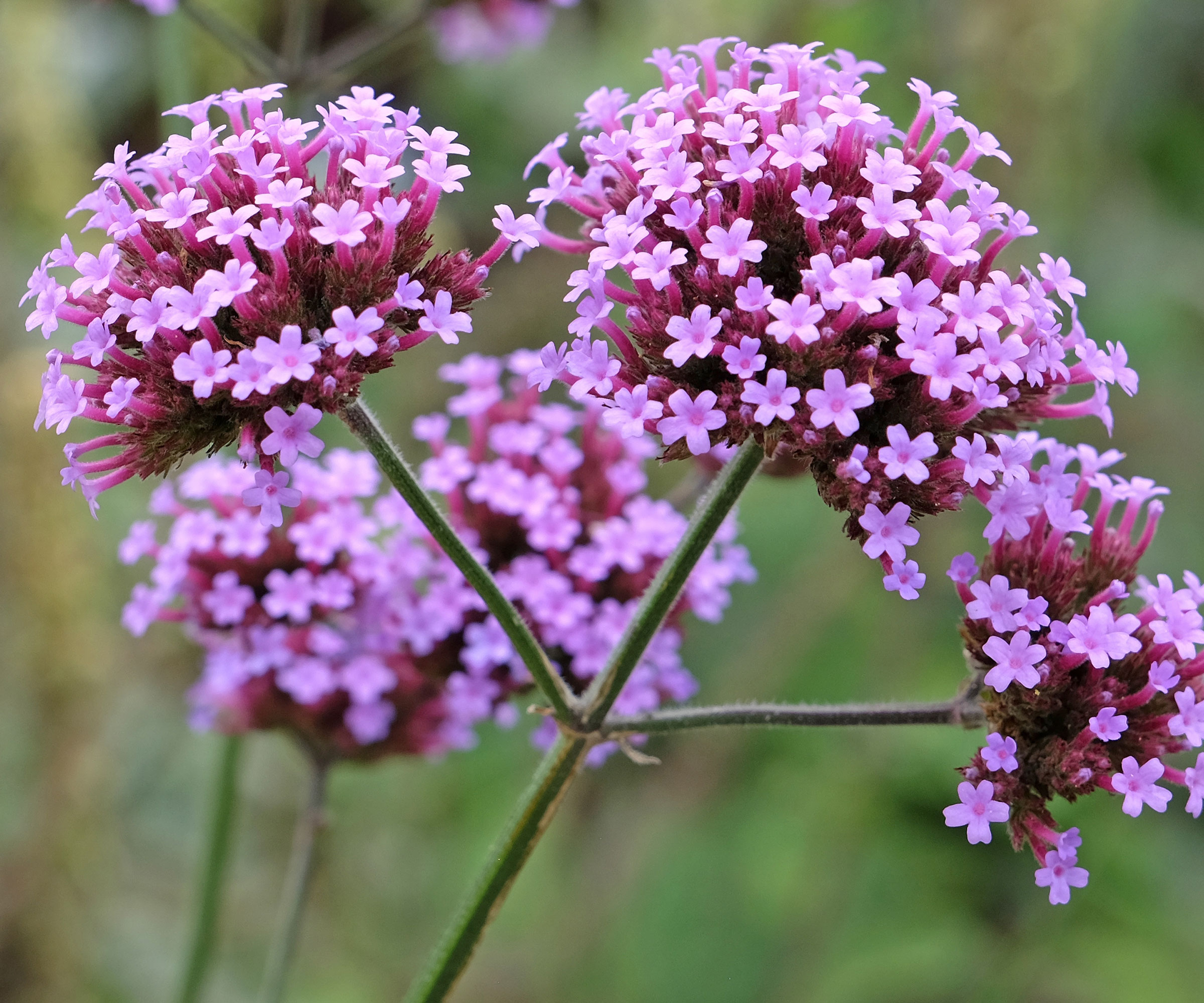 verbena plants in full bloom