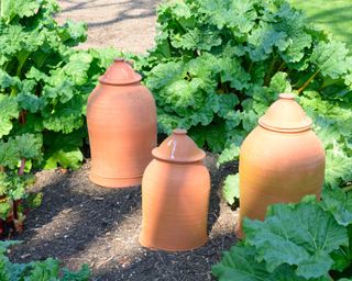 Terracotta forcing pots on a rhubarb patch