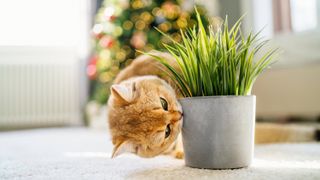 Ginger cat sniffing catnip in a pot