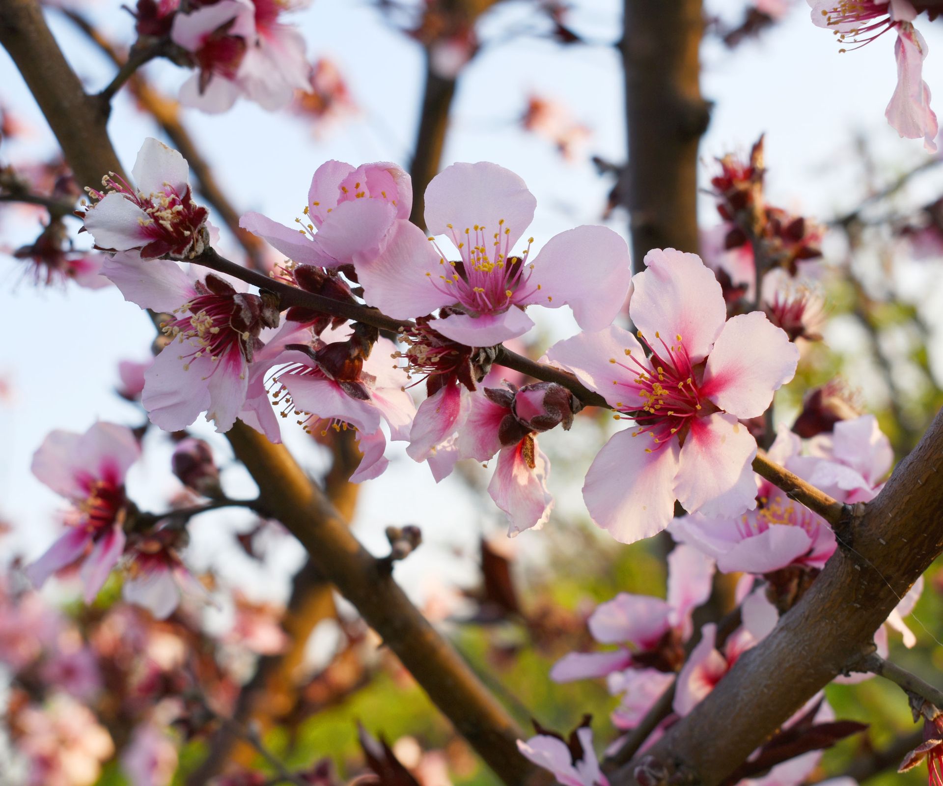 peach tree with pink blossoms