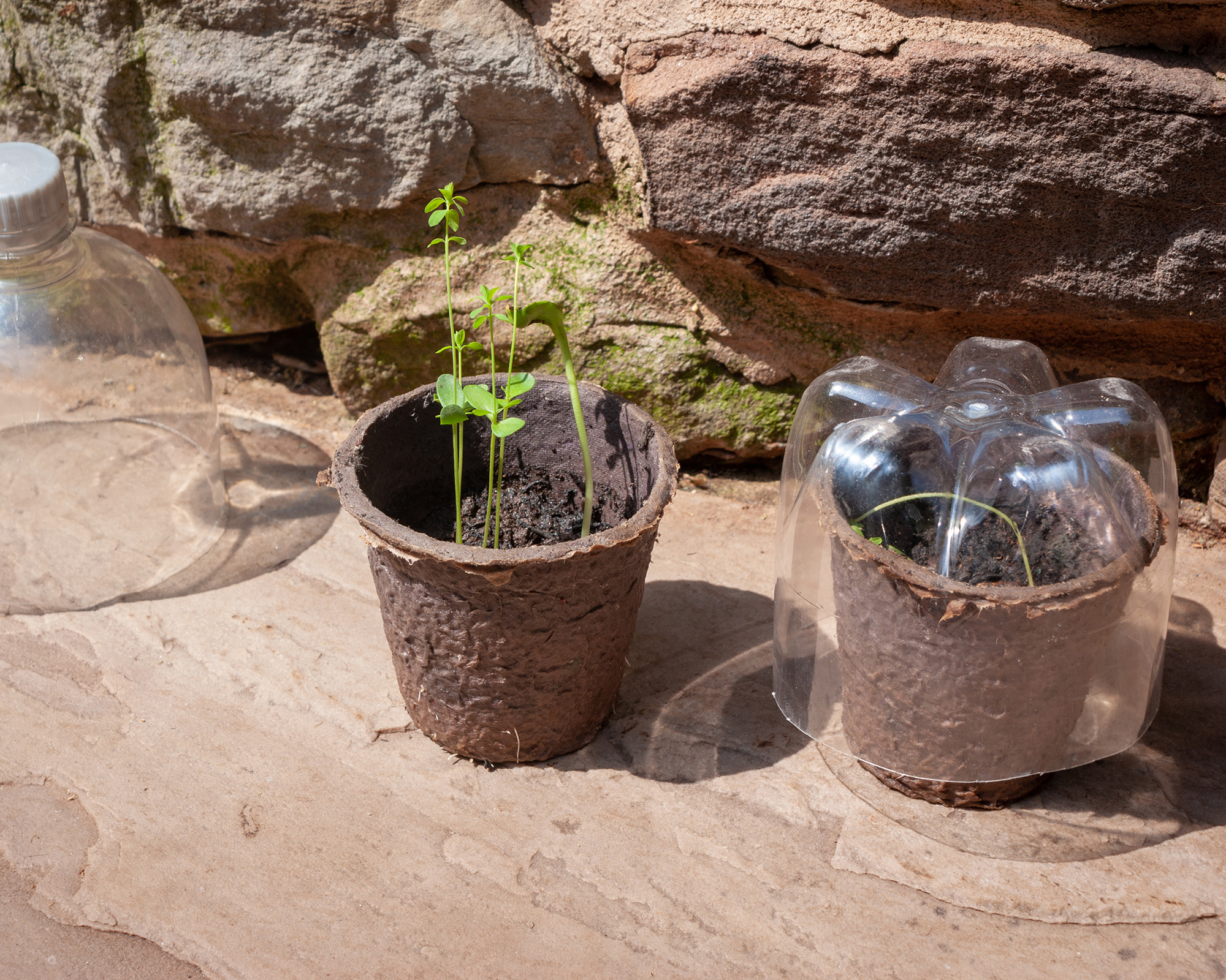Clear plastic bottles cut out to be used as cloches
