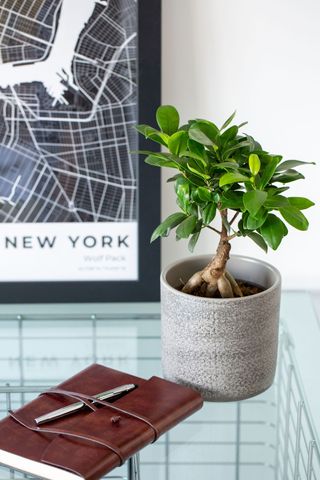 Jade plant on a glass surface