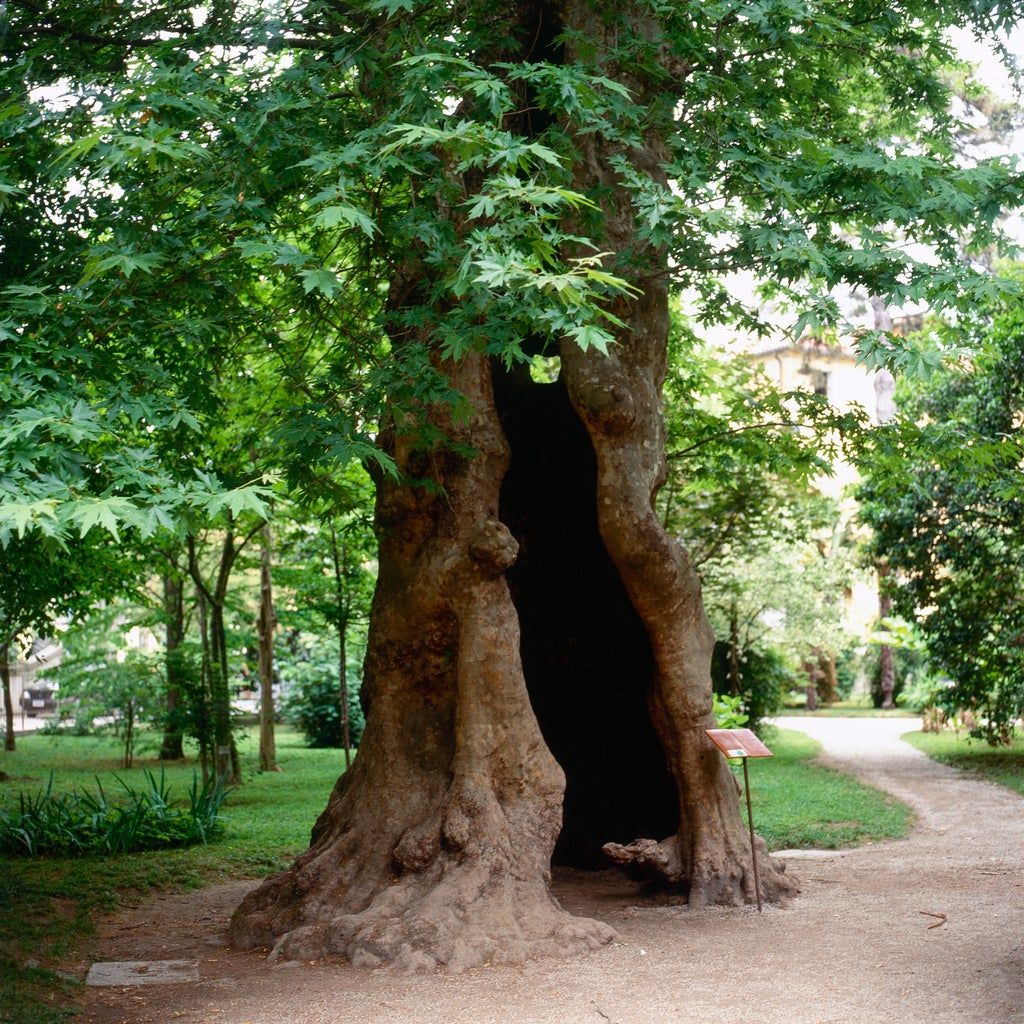 Gigantic London Plane Tree