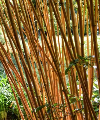 golden bamboo (Phyllostachys aurea) growing in a garden