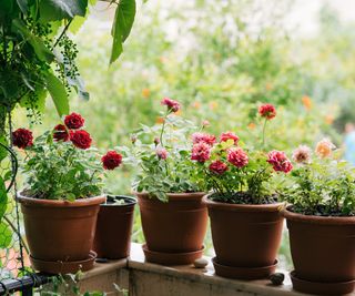Miniature roses growing in pots