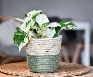 Manjula pothos