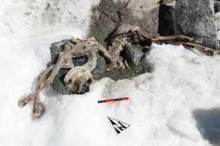 mummy goat found frozen in the Alps