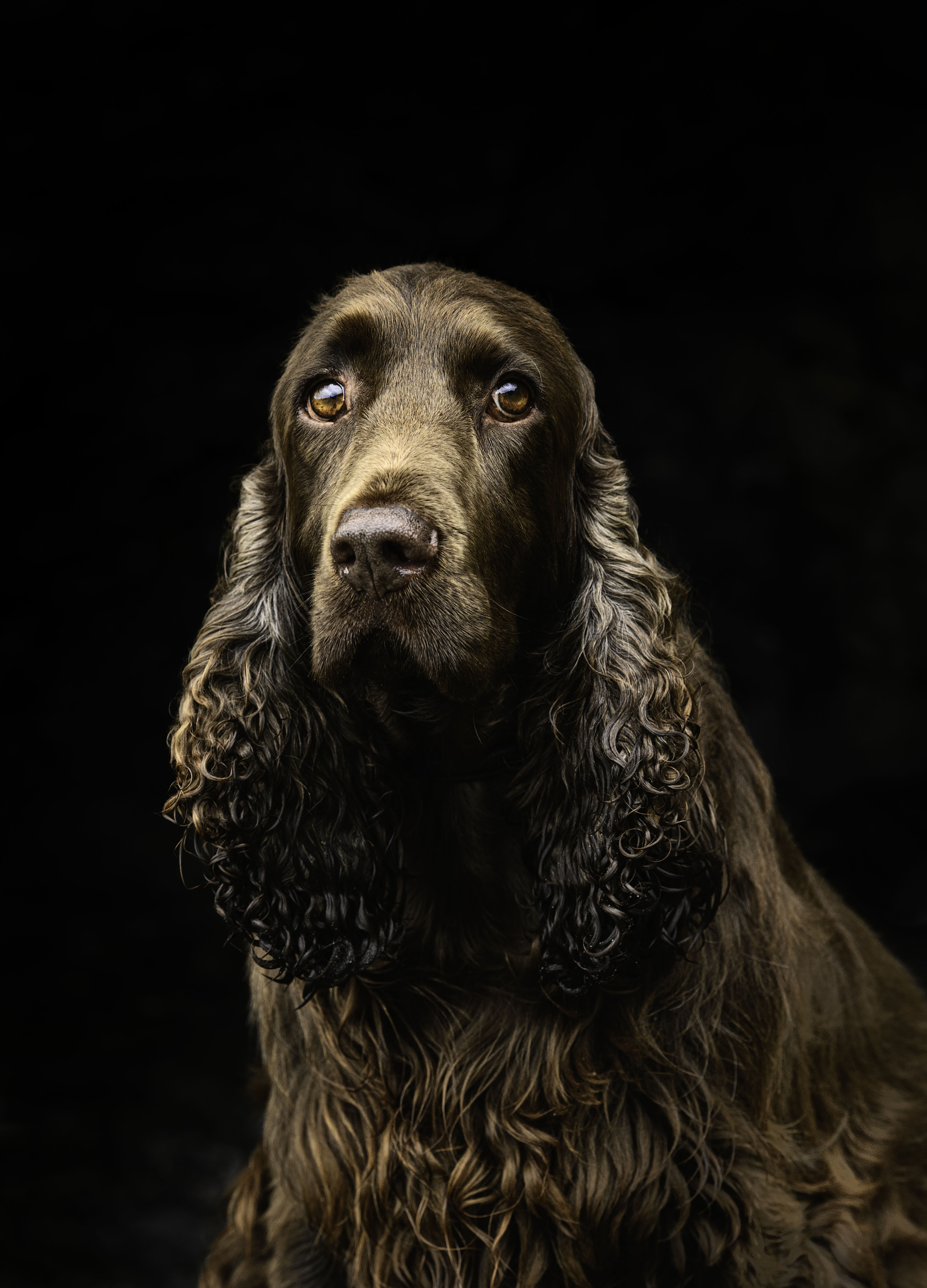 Field spaniel with a rich brown coat and long, silky ears, photographed against a dark background, looking alert and gentle.