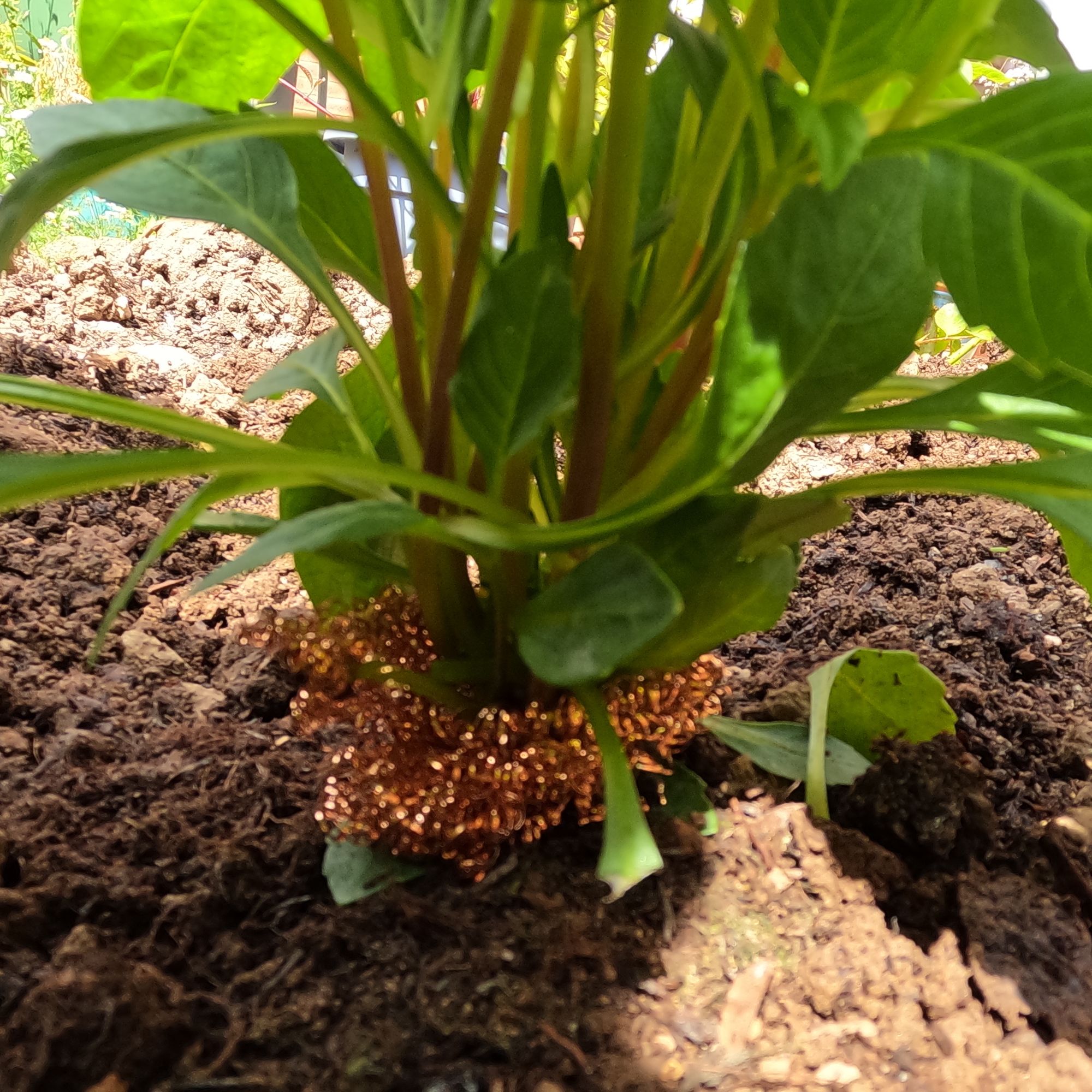 slug hack copper scourer dahlia and slugs