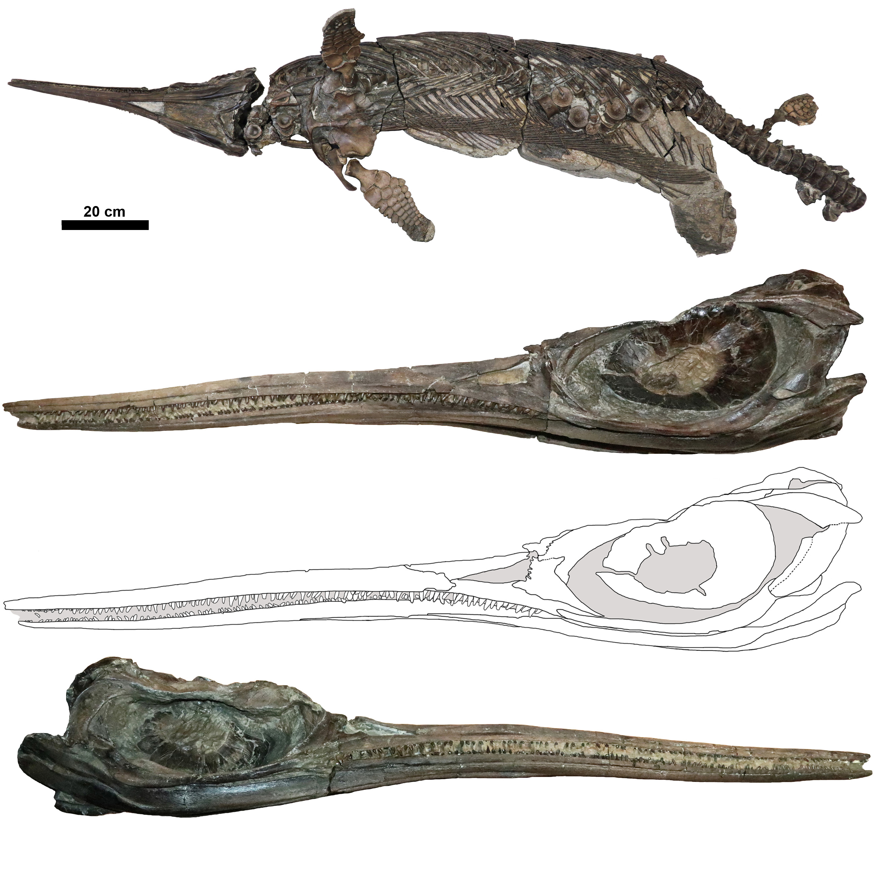 A series of views of the Xiphodracon goldencapsis fossil