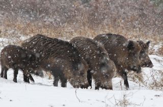 family of wild boars
