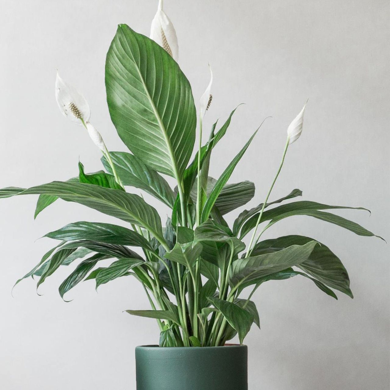 How to care for a peace lily from dusting to deadheading Ideal Home