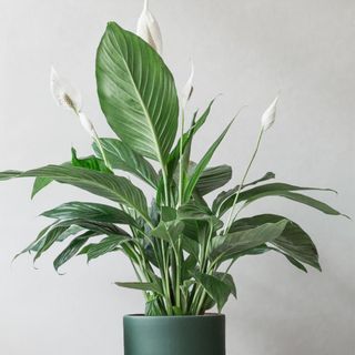 peace lily plant on green pot